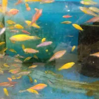 پخش زبرا رنگی مولد|ماهی|اردبیل, |دیوار