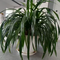 گل پاندانوس|گل و گیاه طبیعی|مشهد, شهید رضوی|دیوار