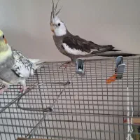 عروس هلندی جفت