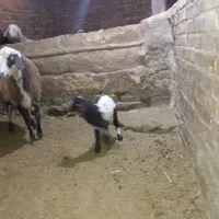 میش و بره|حیوانات مزرعه|سربند, |دیوار