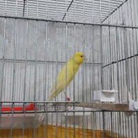 قناری نر سوپری درشت مست قرص خون