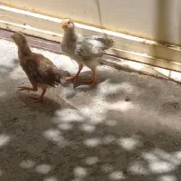 دو عدد جوجه مرغ و خروس
