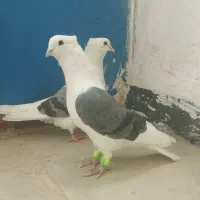 کفش پشتدار طوقی