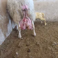 بره نرهای ژنتیکی از پدرتری پلاس مادرهای پرتولید|حیوانات مزرعه|پاریز, |دیوار