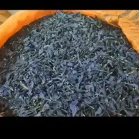 بذر گل گاوزبان