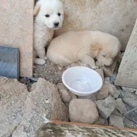 دو تا توله خوشگل(رایگان)