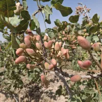 فروش-باغ-پسته-درخت-پست-مزرعه-پسته