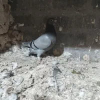 چهار تا جوجه ناتاب با یک بوم بیست تایی کفتر