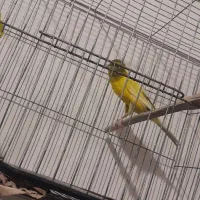 قناری رسمی بلند نر و ماده