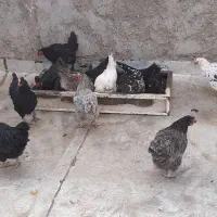 مرغ سیاه|حیوانات مزرعه|شاهینشهر, گزبرخوار|دیوار