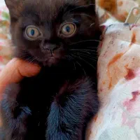 گربه های ناز|گربه|ساری, |دیوار