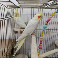 جفت عروس هلندی فوق مولد|پرنده|اندیمشک, |دیوار