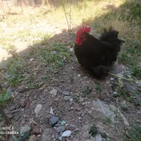 خروس تزئینی پاپر