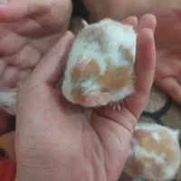 همستر های بامزه|موش و خرگوش|شیراز, دشت چنار|دیوار