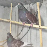 نروماده سرخ