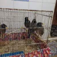 مرغ مینا 3ماهه|پرنده|گرگان, |دیوار