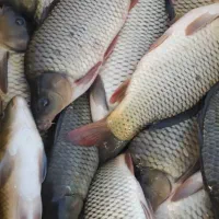 فروش ماهی کپور به صورت (عمده و تناژ)