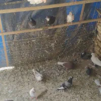 پرنده