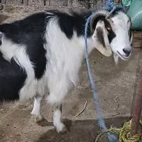 ۱عدد اسب نریان نژاد ۲رگ به همراه ۱عدد بز ماده|اسب و تجهیزات اسب‌سواری|آستانه اشرفیه, |دیوار