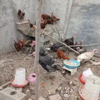 مرغ وخروس بوقلمون|حیوانات مزرعه|گنبد کاووس, |دیوار