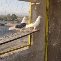 جوجه پرشی|پرنده|ساوه, |دیوار