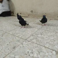 کبوتر|پرنده|سوسنگرد, |دیوار