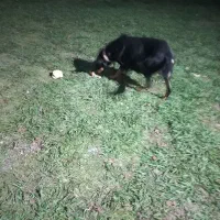 واگذاریسگدوبرمن