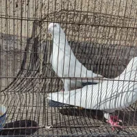 کبوتر دم سیاه