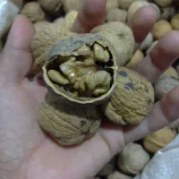 گردو پرمغز درشت