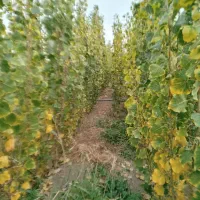 نهال صنوبر نیگرا ترکیه ارسال به تمام نقاط کشور|خدمات باغبانی و درختکاری|فیروزآباد (آذربایجان), |دیوار