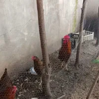 مرغ تخم گذار وخروس