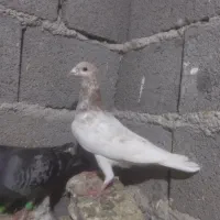کبوتر سار