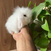 خرگوش لوپ|موش و خرگوش|شاهینشهر, شهرک میلاد|دیوار