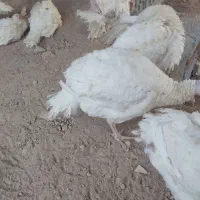بوقلمون گوشتی|حیوانات مزرعه|مراغه, |دیوار