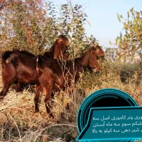 فروش تعدادی بزغاله اصل و یک نر ویک بز|حیوانات مزرعه|بوکان, |دیوار