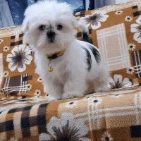سگ شیتزو مالتیز زیبا و باهوش