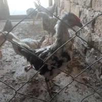 جوجه ومرغ وخروس گلین|حیوانات مزرعه|قرچک, میرزائی شمالی|دیوار