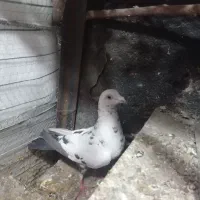 کفتر سربری۷۰