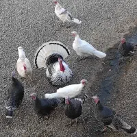 بوقلمون محلی|حیوانات مزرعه|بیلوار, |دیوار