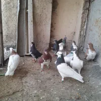 رنگی|پرنده|شیراز, کوشک میدان|دیوار