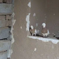 کبوتر