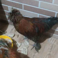 مرغ و خروس لهستانی