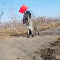 توله سرابی اصیل|سگ|تاکستان, |دیوار