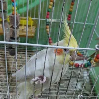 فروش یک جفت طوطی عروس