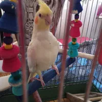 عروس هلندی جفت|پرنده|پردیس, فاز ۶|دیوار