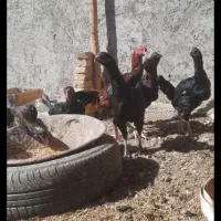 تخم مرغ نطفه دار لاری|حیوانات مزرعه|حمیدیا, |دیوار