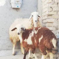2میش جوان بابره پلنگی درشت ابستن از قوچ هتروگوسفند