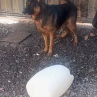 سگ ژرمن|سگ|بم, |دیوار