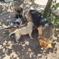 واگذاری سگ|سگ|الوند, |دیوار