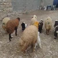 فروش 7عدد میش بره جوان|حیوانات مزرعه|ماهیدشت, |دیوار